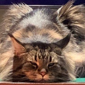 Come Shop with Wolfie!